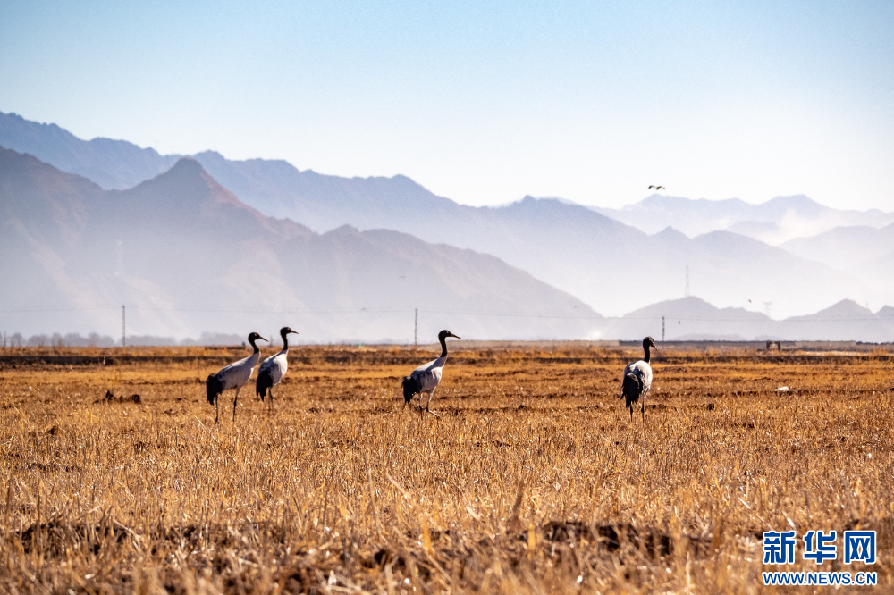 这是11月26日在西藏拉萨市林周县境内拍摄的黑颈鹤。新华网 旦增努布 摄