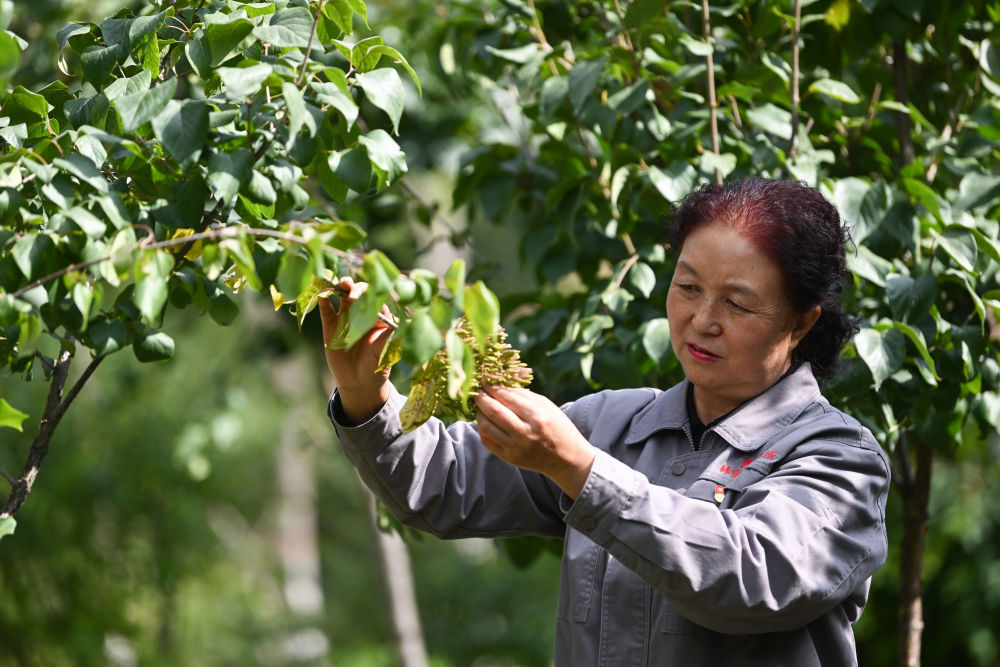 2022年9月14日,青海省西宁市林业科学研究所所长张锦梅在培育基地查看丁香生长情况。扎根高原数十年,张锦梅潜心培育适生树种,繁育推广播绿高原。