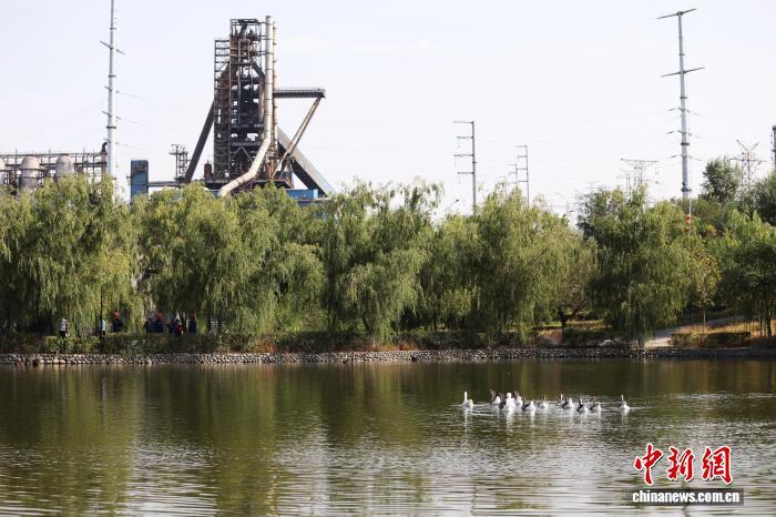9月8日，在位于新疆乌鲁木齐的八一钢铁集团有限公司(简称八钢)，天鹅在八钢西域源天鹅湖嬉戏，天鹅湖的湖水是由工业废水处理而来。中新社记者 王紫儒 摄