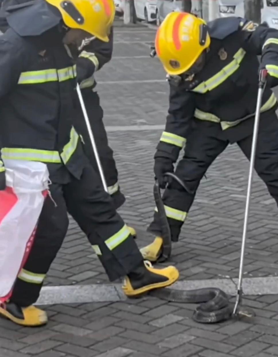 ▲消防人员抓捕眼镜王蛇