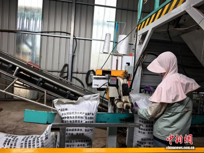 9月初，甘肃省庆阳市环县洪德镇赵洼村绿色循环有机肥厂的生产车间里，32岁的苏拴萍正在装袋封口。杨蕊　摄