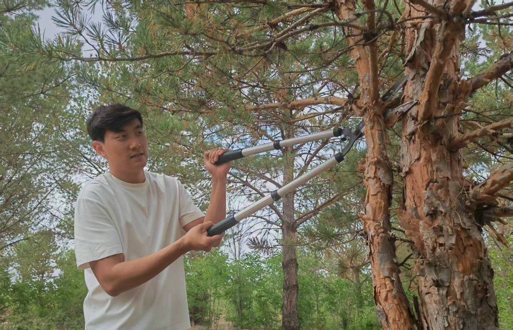 石健阳在十里沙治理区修枝抚育(6月19日摄)。新华社记者 孙正好 摄