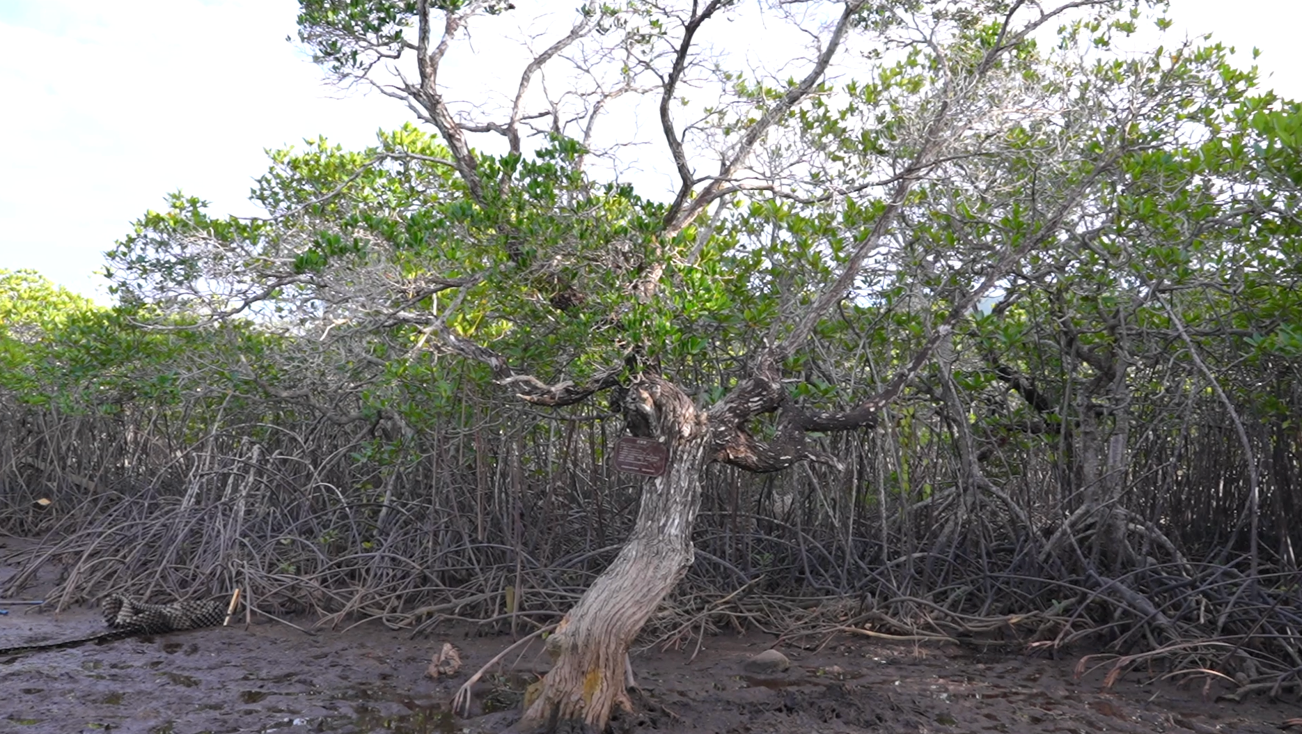 保护区内的红榄李古树（央广网记者 索迪 摄）