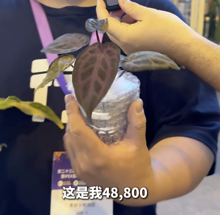 〓图源bilibili用户@图什么克