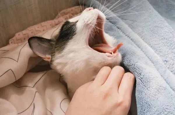 ▲起床!連假「貓咪鬧鐘」準時叫人 吵醒奴才自己回去重睡。(圖/Threads@double__11_11提供,請勿隨意翻拍,以免侵權。)