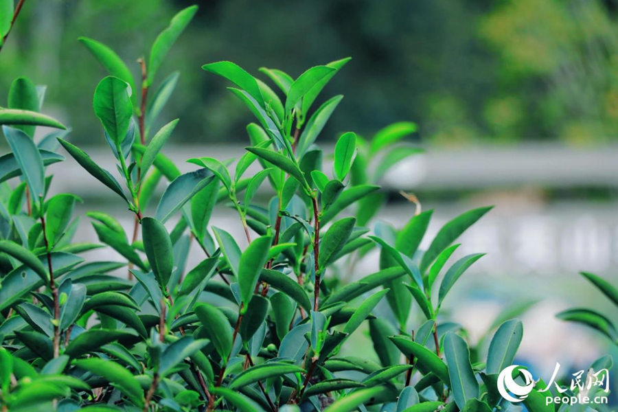 武夷山市星村镇燕子窠生态茶园内，茶芽挤满茶树梢头。人民网 李唯一摄