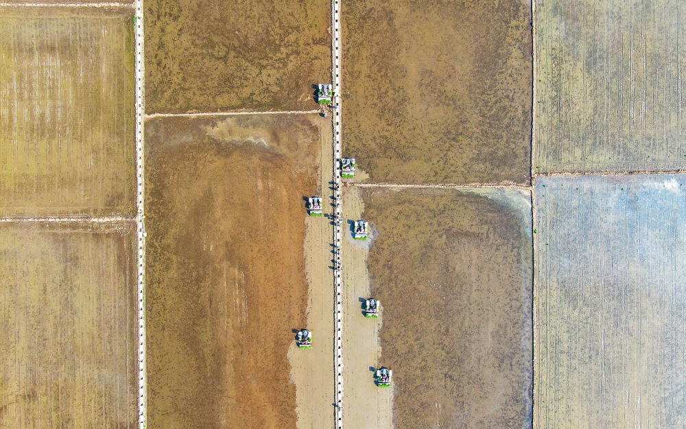 2022年5月13日，在辽宁省铁岭市铁岭县新台子镇，农民驾驶农机在稻田里插秧（无人机照片）。