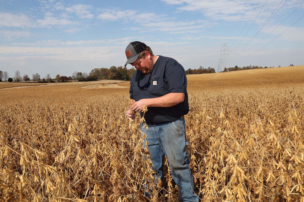 中国转向巴西大豆，美国豆农致信特朗普：尽快对华达成协议