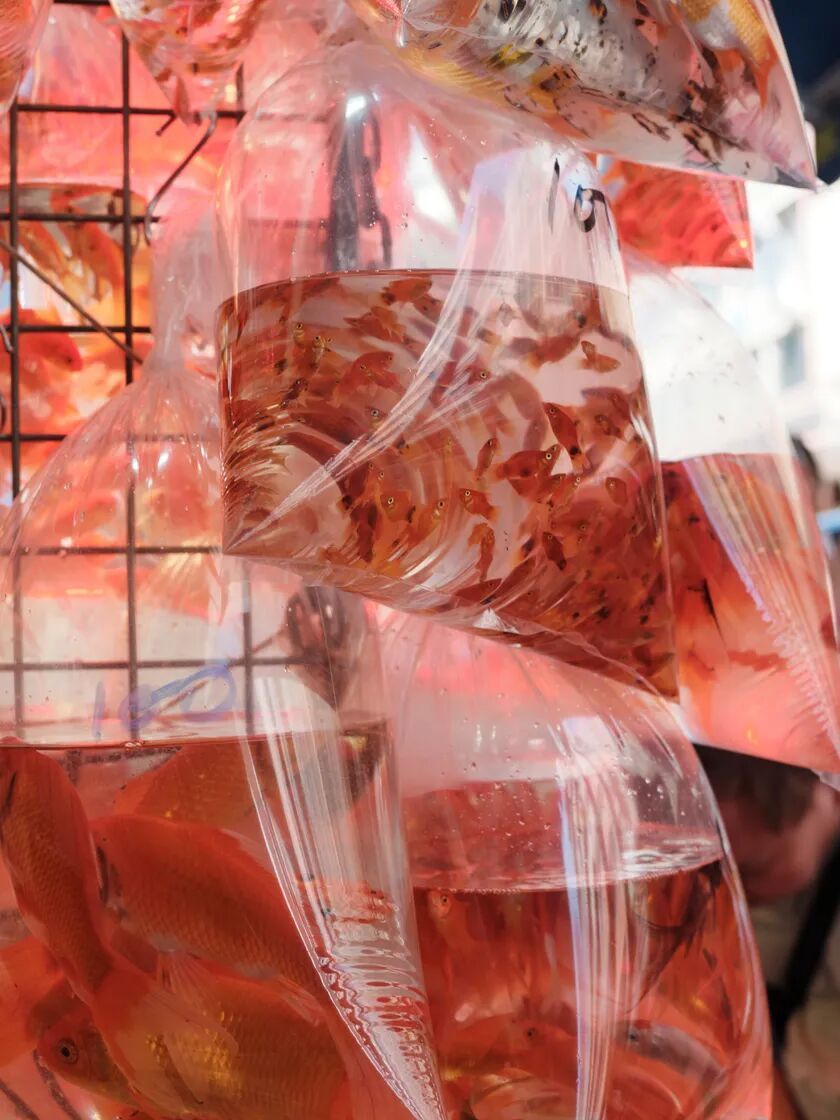 中画幅的街头革命:富士GFX100RF香港漫游