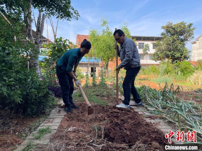 5月13日，苏原庆与刘保芳在菜地劳作。　 中新社记者 马芙蓉 摄
