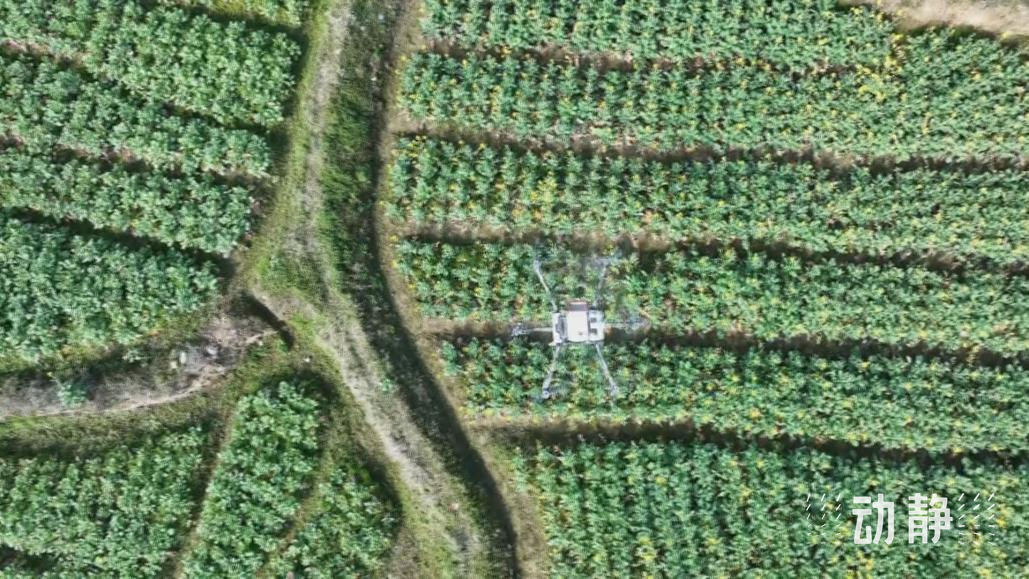 黔东南州锦屏县无人机正喷洒农药