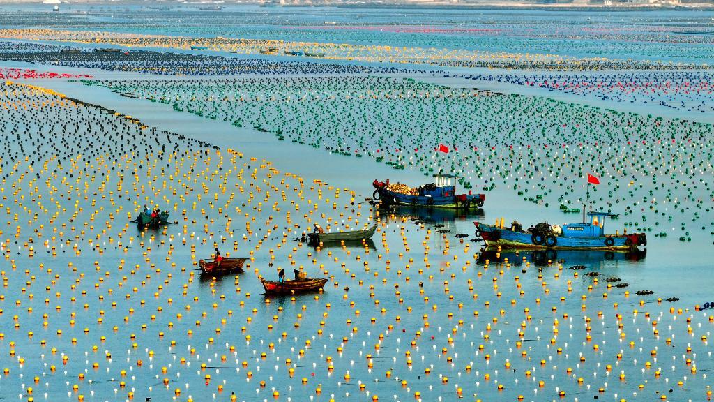 在山东省荣成市爱伦湾海洋牧场海带养殖区，养殖工人在加装海带浮筏（无人机照片）。新华社发（杨志礼摄）