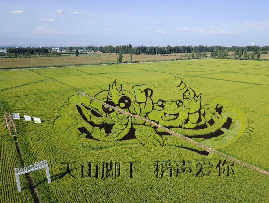 “稻光谣”景区稻田画“天山脚下 稻声爱你”。刘沛恺摄
