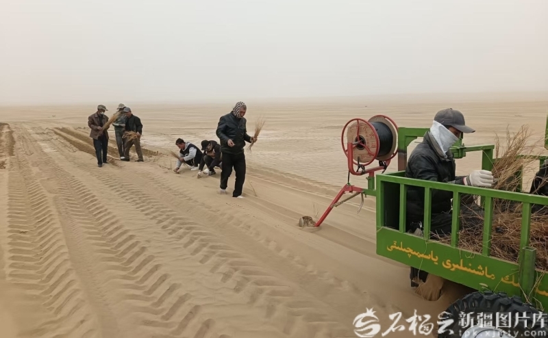 于田县达里雅布依乡达里雅布依新村,村民在新开垦的沙地种植梭梭。云居来·吾不力供图
