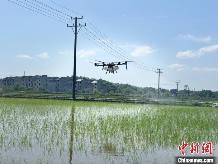 圖為無人機在田間作業。汪嘉琪 攝