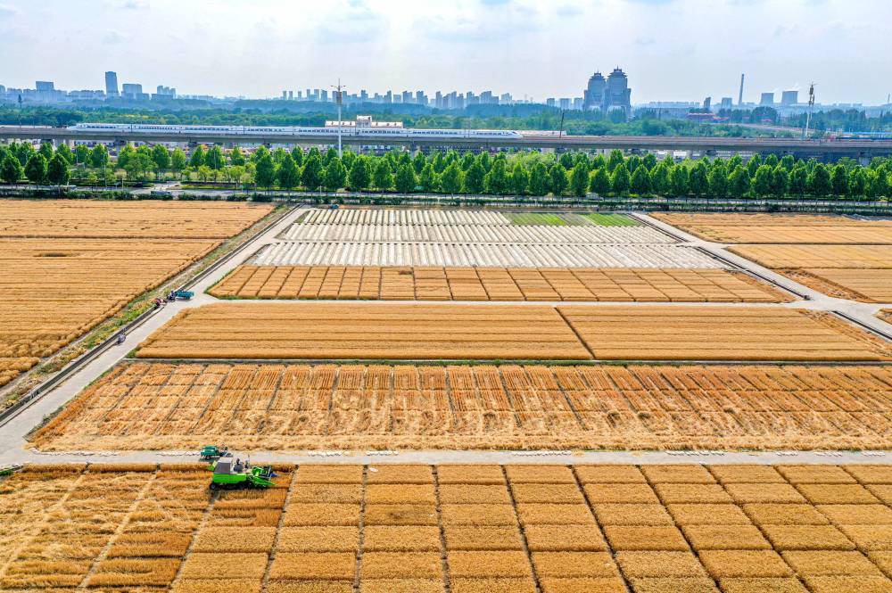 5月20日，在江苏里下河地区农科所（扬州市农科院）试验田，农民驾驶收割机收割小麦（无人机照片）。新华社发（任飞摄）