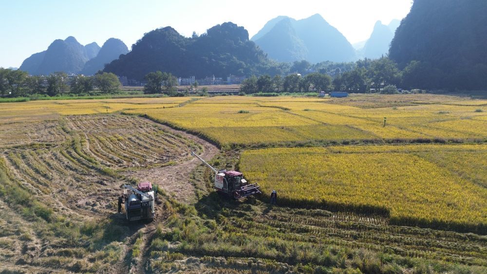 11月21日，在广西贺州市平桂区沙田镇马峰村，农机手驾驶收割机收割晚稻（无人机照片）。（廖祖平 摄）