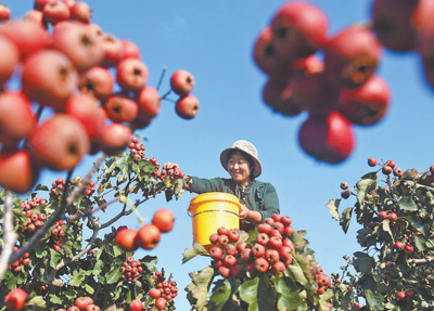 山东省淄博市沂源县悦庄镇崔家庄村,农民在采摘山楂。赵东山摄(影像中国)