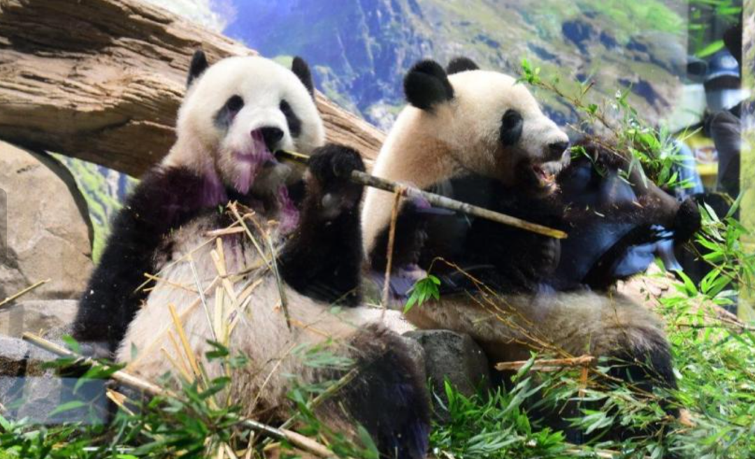 熊猫在吃竹 照片:YAhoo!JAPAN