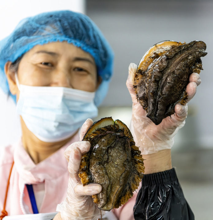 2025年5月16日，在位于福建莆田市涵江区的福建省新膳海洋食品有限公司，工人展示超大规格活鲍鱼。新华社记者 魏培全 摄