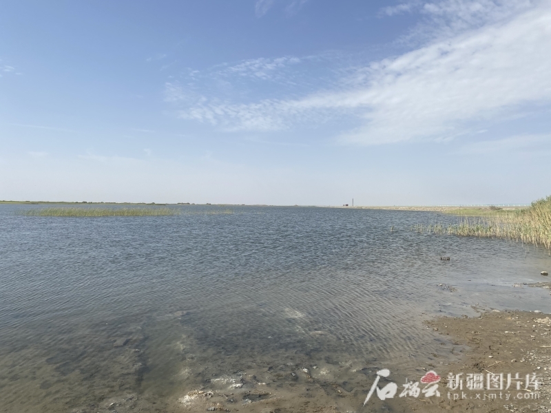 经过多年的生态输水，台特玛湖生态环境明显改善。石榴云/新疆日报记者 赵梅摄
