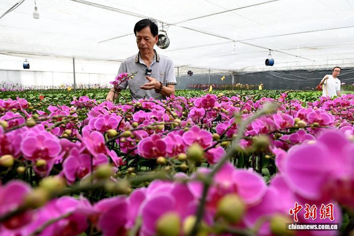 7月16日,台胞王耀宗在位于福建漳州市南靖县的天农兰花园里查看蝴蝶兰长势。 中新网记者 吕明 摄