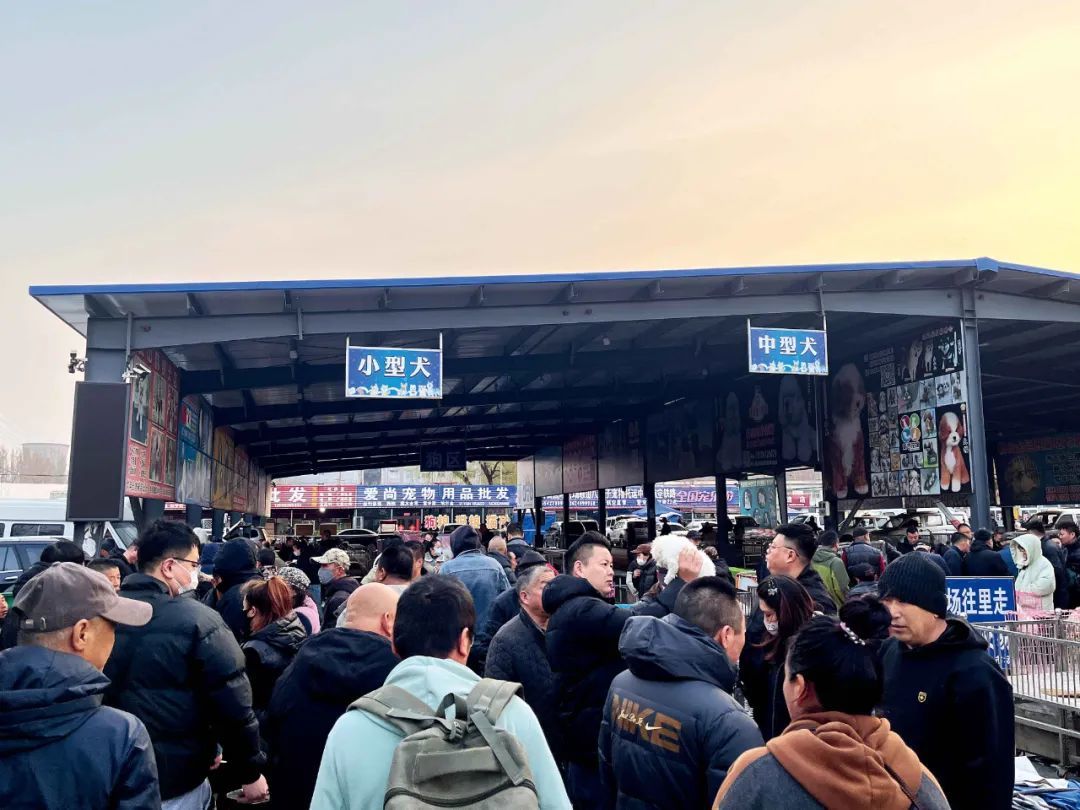 鞍山市铁西区八家子宠物交易市场。摄影/本刊记者 杨智杰