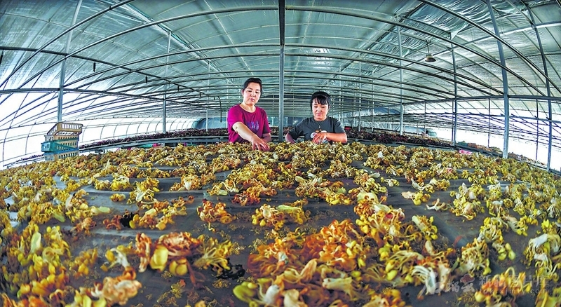 6月30日，工人在疏勒县鲁疆情食用菌生态科技示范园智能大棚里晾晒食用菌。 天山网-新疆日报记者约提克尔&middot;尼加提 摄