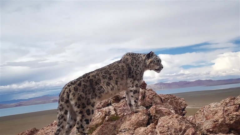 在世界屋脊见证生命奇迹