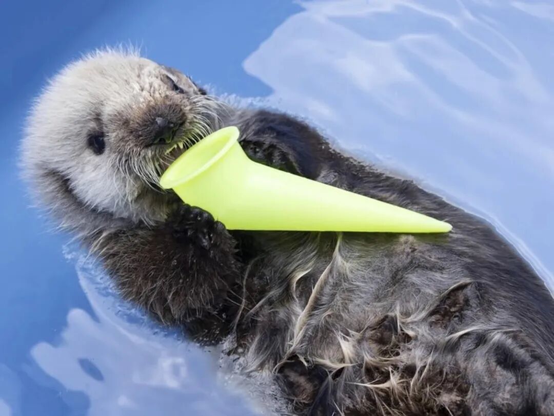 2024年温哥华水族馆海洋哺乳动物救助协会救助的一只海獭孤儿|JASON PAYNE / PNG