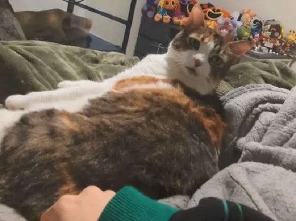 ▲三花舔毛中奴才伸咸猪手 眼神死「后仰躺平」直接放弃挣扎。 (图/翻摄自TikTok/@fish32673)