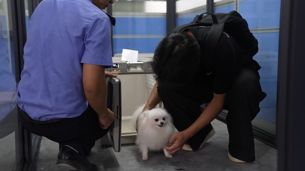 广西开通高铁宠物托运服务。程睿哲 摄