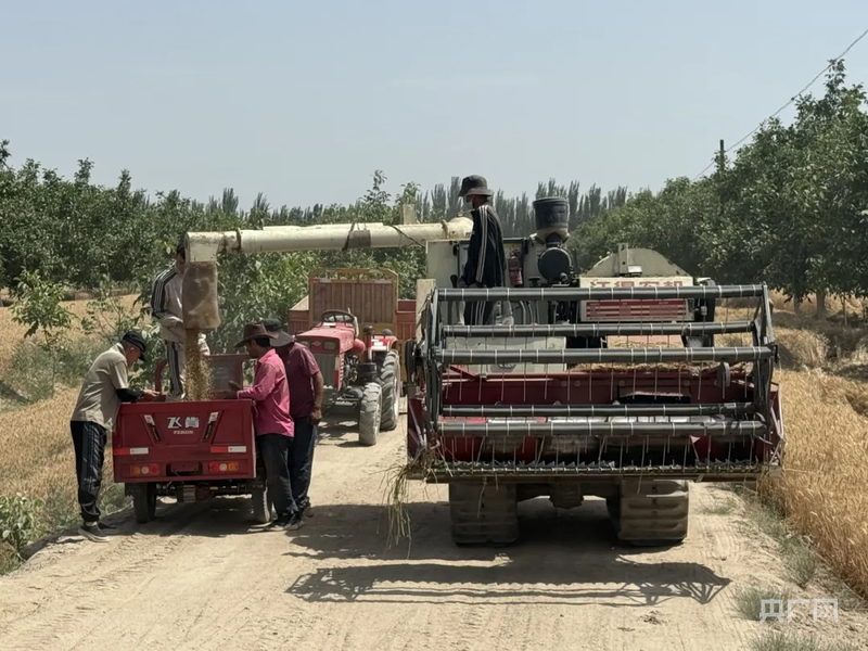 机械化作业 (央广网发 图尔贡·图如普 摄)