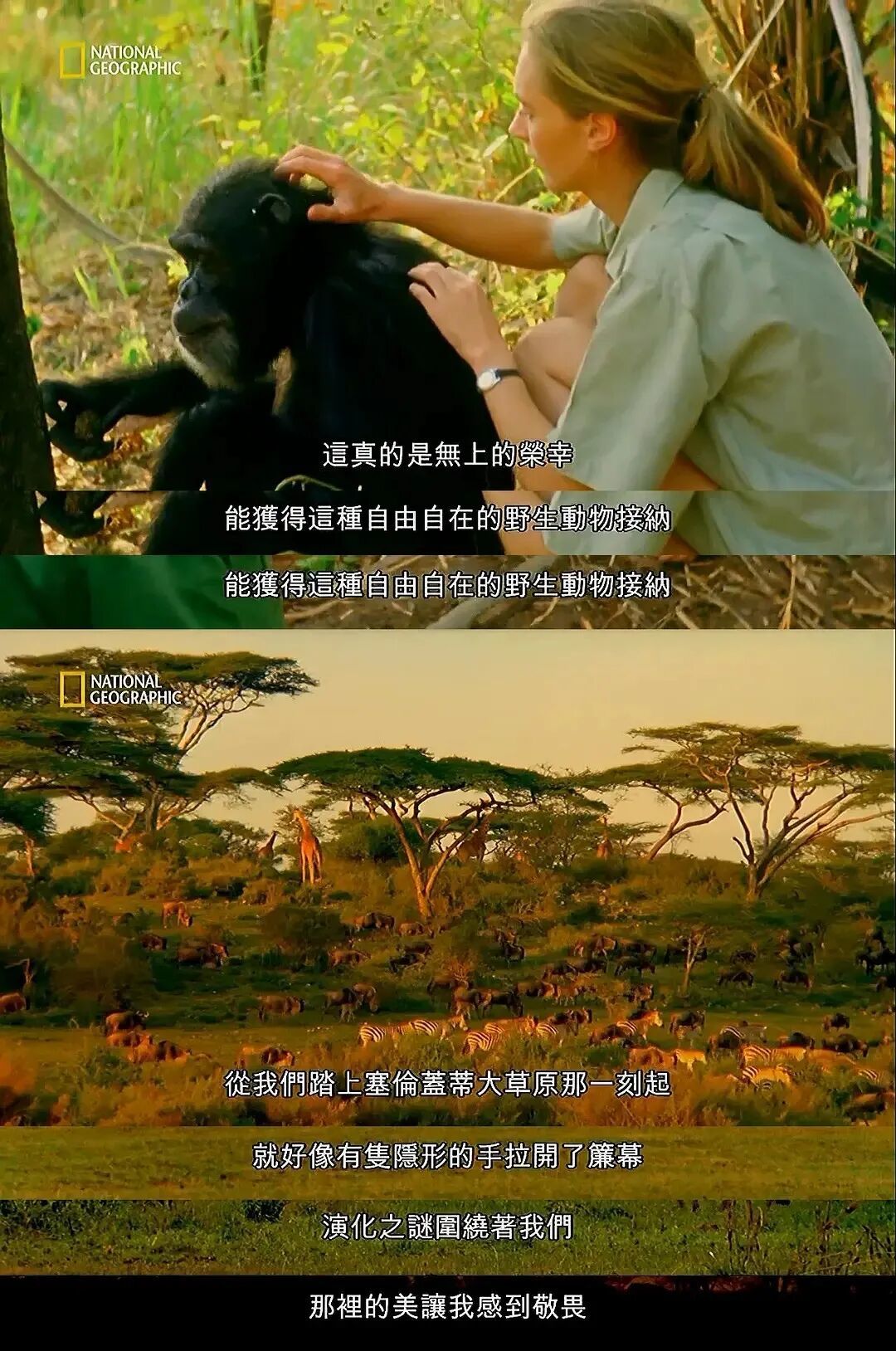 珍·古道尔离去,她为自然一直工作到91岁_凤凰网