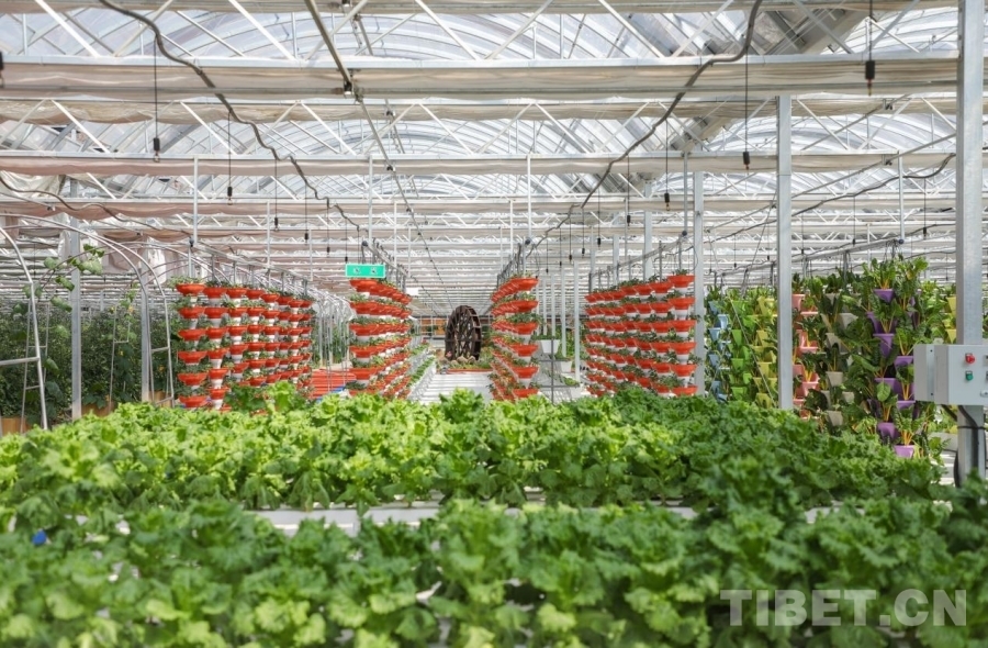 图为园区内的丰收景象 摄影：贾华加