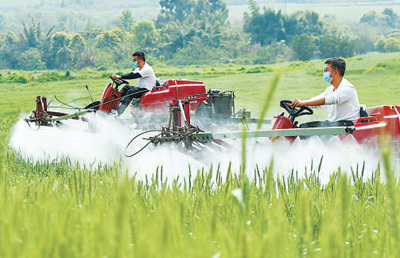 四川成都市双流区黄水镇，95后新农人对小麦进行植保作业。　　李向雨摄（新华社发）