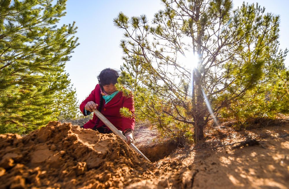 2021年3月23日,殷玉珍在内蒙古毛乌素沙漠挖土,查看松树根部的生长情况。20世纪80年代,殷玉珍嫁到这片沙地时,眼前只有漫无边际的黄沙。1986年,她埋下第一棵树苗,从此与风沙较劲。如今,7万多亩荒沙披上了绿装,治理好的土地上种起了小米,金灿灿的谷穗成了“沙漠黄金”。