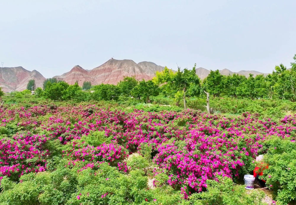 这是苦水镇的一片玫瑰花田。新华社发