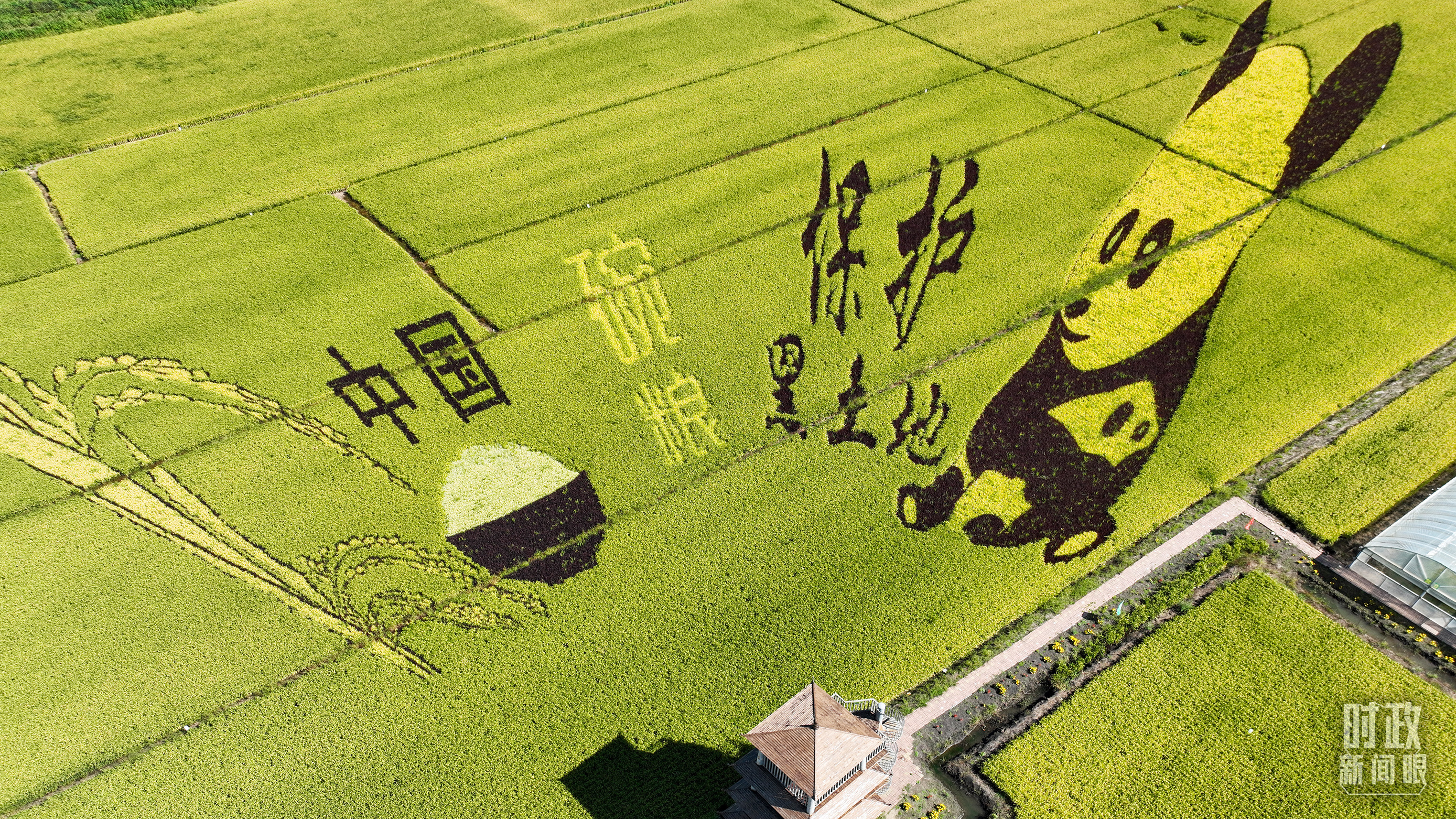 △吉林四平，保护黑土地主题稻田画多彩壮美。（图/视觉中国）