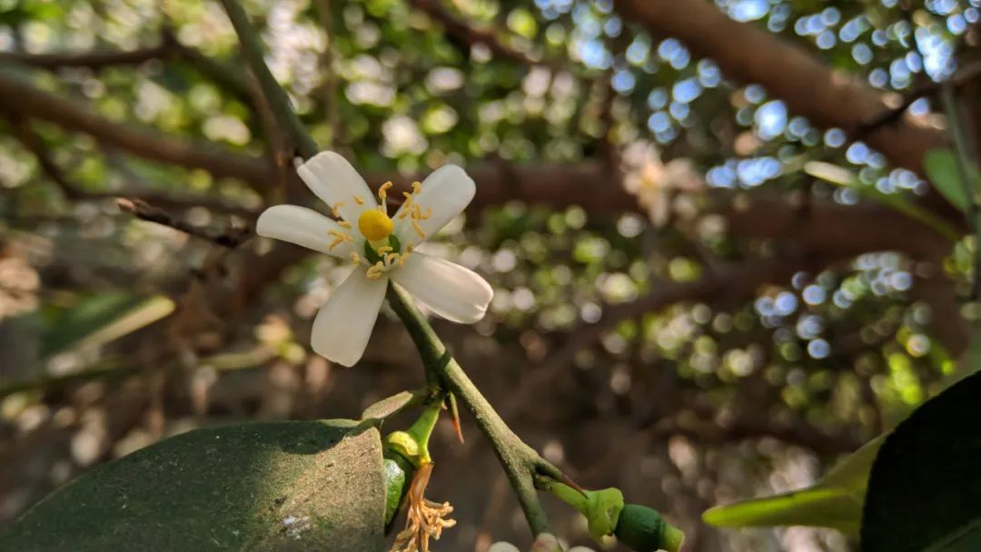 柠檬花。（图/unsplash）