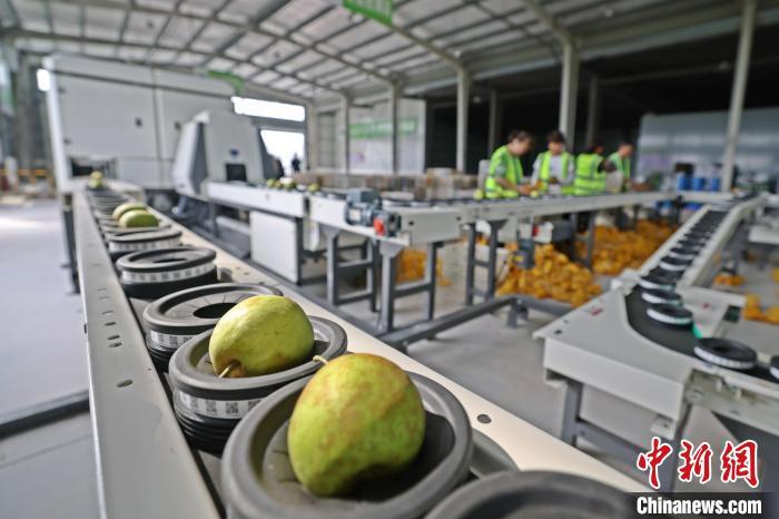 砂梨在百里洲砂梨智慧产业园进行“X光体检”。董晓斌 摄