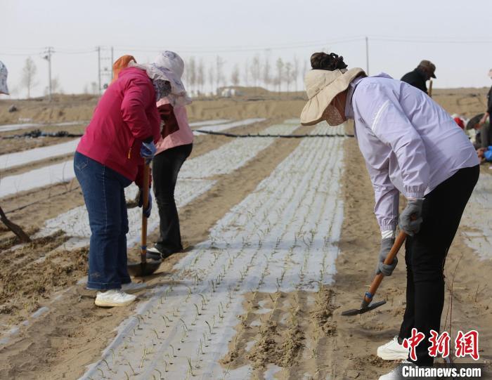 村民正在种植洋葱。陶拴科 摄