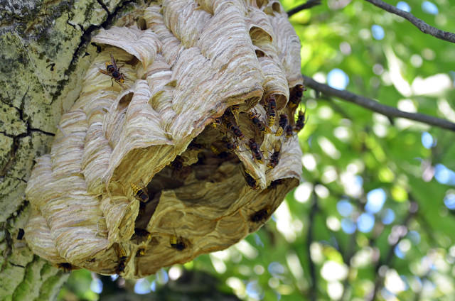 ▲(资料图)马蜂窝