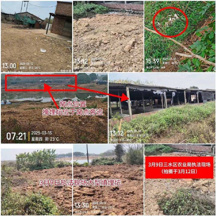 猫只被“活埋”地点