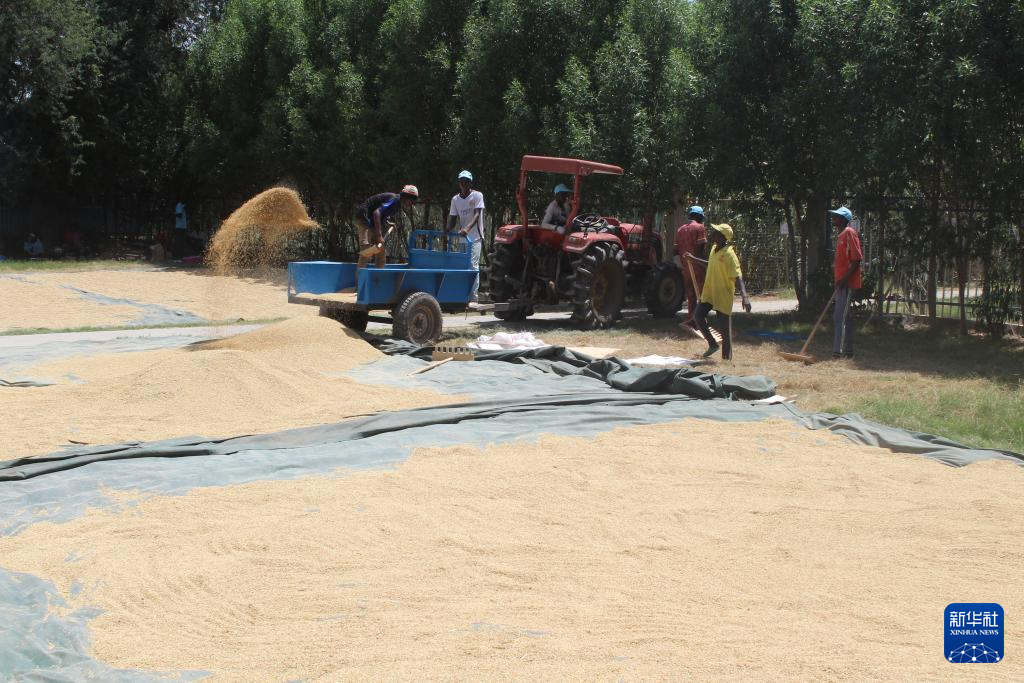 10月4日,在乍得哈杰尔-拉米斯省杜吉亚区米代金村的中国援乍得农业第八期技术援助项目基地,农民晾晒收割后的稻谷。新华社发(阿诺摄)