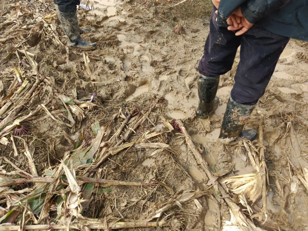 村民们进入泥泞的田地,都需要穿高帮雨鞋/受访者供图