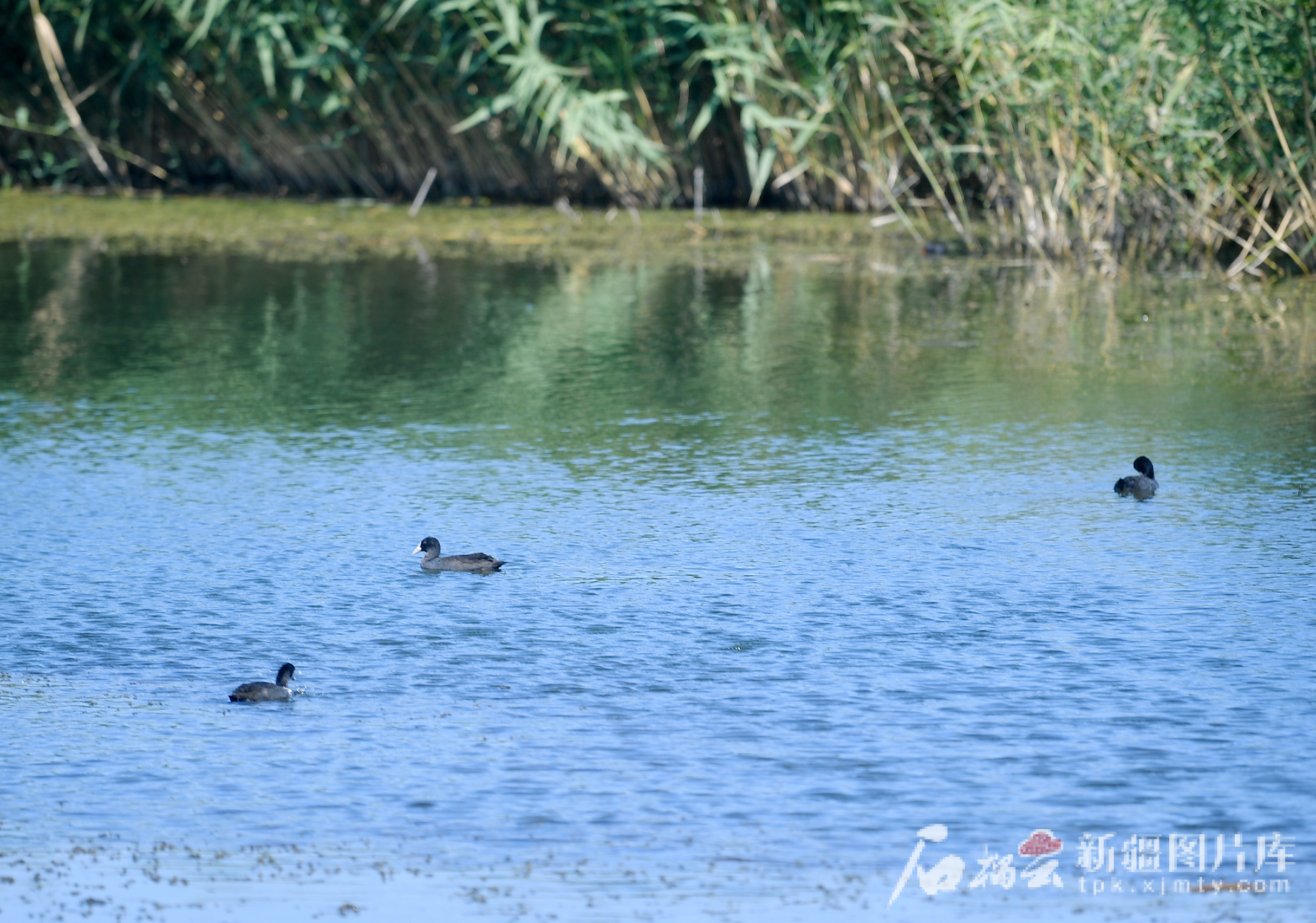 8月10日,白骨顶鸡在玛纳斯国家湿地公园水面上游弋觅食。