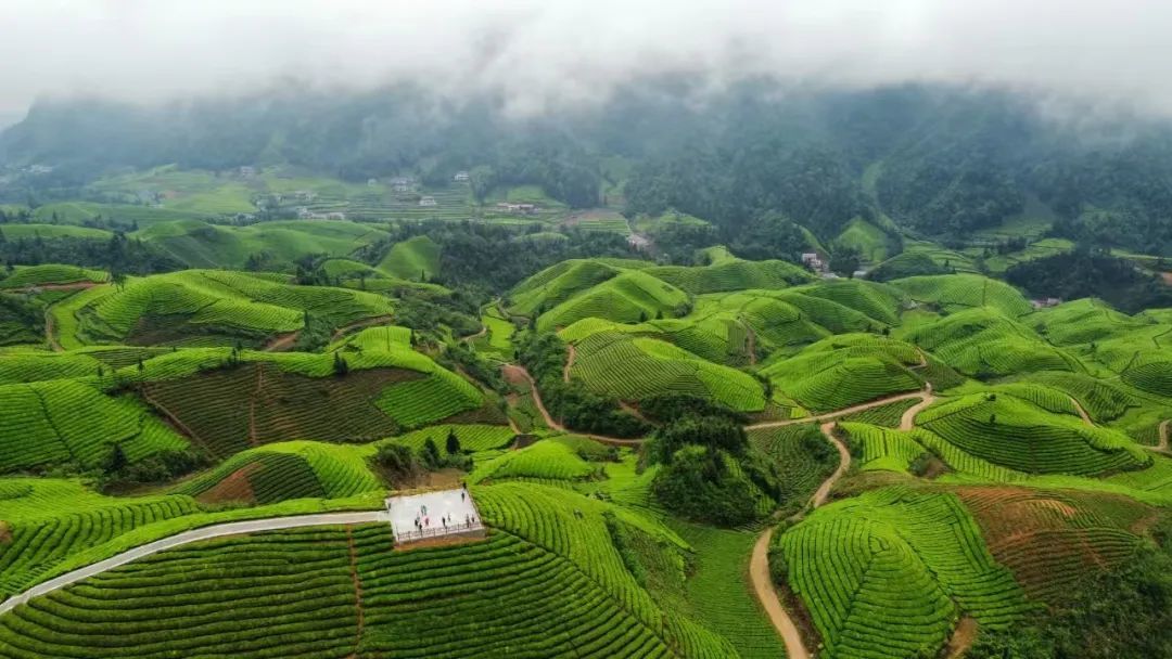 恩施鹤峰县里的茶园。摄/康少见