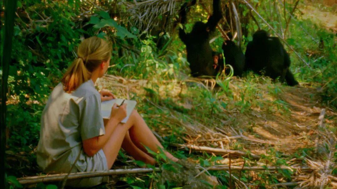 珍在觀察黑猩猩 / 圖源:《珍·古道爾的傳奇一生》劇照