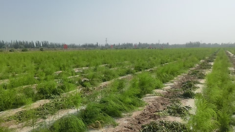 6月25日,在阿克陶县加马铁热克乡千亩芦笋种植基地里,芦笋长势正旺。全文兵 摄